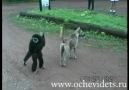 Maymun işte Ne Yaparsa Mazur Göreceksin :)