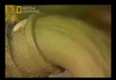 Mega Yapılar Petronas Kuleleri 2/4 [HQ]