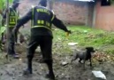 MIEMBROS DE LA POLICIA NACIONAL ASESINAN UNA INOCENTE PERRITA