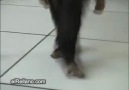 monkey dance...........hahahahaha