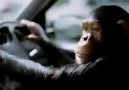 Monkey drives with pepsi