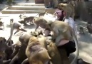 Monkey Feeding!!!__MAYMUN İŞTAHLILAR..:) [HQ]