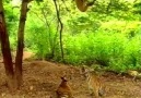 Monkey taunts Tigers