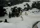 Mutlu Penguen :)