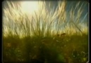 Ney / Reed Flute - Telli Turnam [Instrumental Music] [HQ]