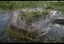 N.G  Amazonun Katil Hayvanları ~Bölüm (4/4)