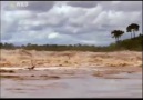 NG  Canavar Balıklar: Öfkeli Amazon ░ 4 / 4 ░