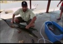 NG  Canavar Balıklar: Timsah Balığı ░ 2 / 4 ░