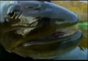 NG  Canavar Balıklar: Yayın Balığı ░ 1 / 4 ░