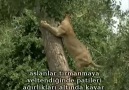 N.G Eye of the Leopard_Leoparın Gözleri__(4/8)