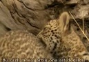 N.G Eye of the Leopard_Leoparın Gözleri__(8/8)