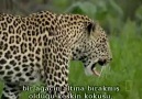 N.G Eye of the Leopard_Leoparın Gözleri__(7/8)