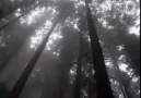 Nicholas Gunn - Magic Forest.