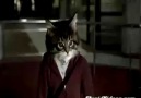 Ninja Kedi :)