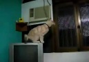 ölçülebilmiş en uzun mesafe kedi atlayışı!!!
