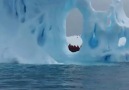 Omar Akram - Antarctica ~  m. DeNiZ  ~