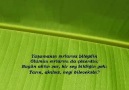 Ömer Hayyam - Hayyam'dan
