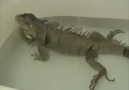 Ossuraniguana :):):)