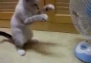 Oyuncak da bulmuş kendine :)