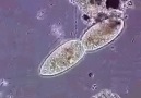 paramecium