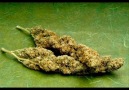 PatLaaaa Cannabis .)
