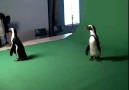 Penguins on the Loose on Green Screen
