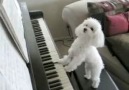 Piano Çalan Köpek