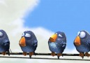 Pixar'dan çok güzel bir animasyon: Kuşlar [HQ]