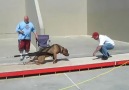 135 pound XXXL pit bull working !!!