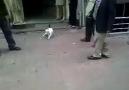 Rottweilara saldıran psikopat kedi. xD