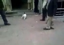 Rottweiler'e saldıran Psikopat Kedi xD