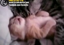 Rüya Gören Yavru Kedi ve Ona Sarılan Annesi