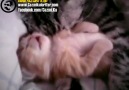 Rüya Gören Yavru Kedi ve Ona Sarılan Annesi [HQ]