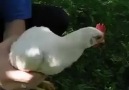 Sabit başlı tavuk xD Yarıldım lan bu nası hayvan xD :)