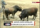 Sarıgöl Boğa Güreşleri (Kaçıranlar 4.Blm) 3 Nisan 2011