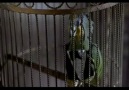 Scary Movie 2 - Papağan