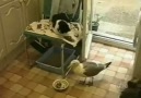 Seagull Steals From World's Laziest Cat