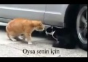Sevgilisini Fırçalayan Kedi ((: