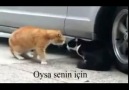 Sevgilisini fırçalayan kedi(ALT YAZILI) kopmak garanti:)