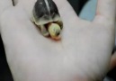 Sevimli Kaplumbağa Yavrusu :)