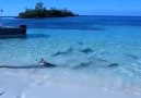Sığ sularda yüzen köpek balıkları