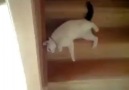 sırtını kaşıyarak merdivenden inen ilginç kedi