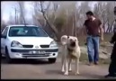 Sivas Kangal. Muhteşem Bir Köpek