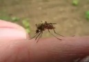Sivri sineğin ısırma anı