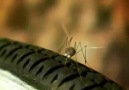 Sivrisinek Gücü (Mosquito Power)