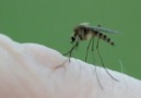 Sivrisinek Isırması