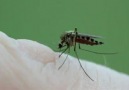 Sivrisinek Kanımızı Böyle Çekiyor