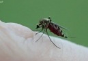 Sivrisinekler Kanımızı Nasıl Emiyor İzle..!