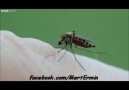 Sivrisinekler kanımızı nasıl emiyor izleyin görün ?