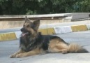 Sokak Köpeğiyken Polis Köpeği Oldu & www.yarenturk.com [HQ]